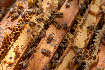 Open hive showing the bees swarming on a honeycomb..