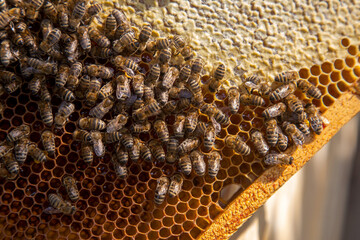 Working bees on the brown honeycomb with sweet honey..