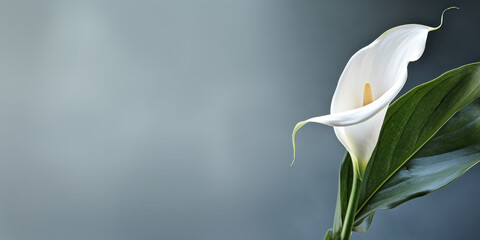 White lily on black