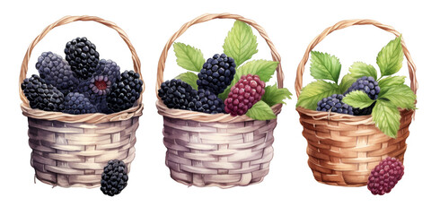 Naklejka premium watercolor art of blackberry in wooden basket isolated on a white background as transparent PNG