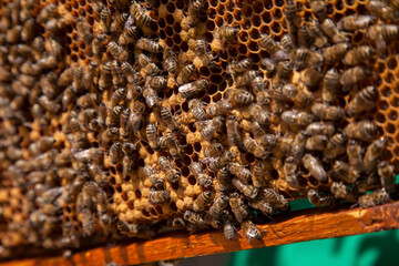 Working bees in a hive on honeycomb. Bees inside hive with sealed and open cells for their young..