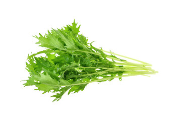 Mizuna lettuce isolated Japanese Mustard, vegetable salad for good health on white background
