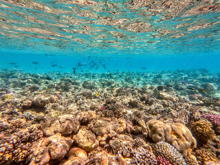 Underwater life of reef with corals and tropical fish. Coral Reef at the Red Sea, Egypt.