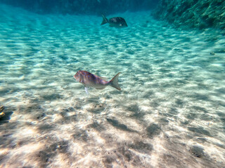 Obraz premium Spangled Emperor fish (Lethrinus Nebulosus) on his coral reef in the Red Sea, Egypt..