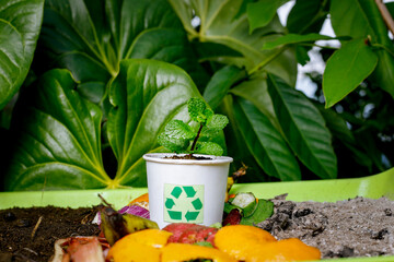 Compost and composted soil cycle as a composting pile of rotting kitchen scraps with fruits and...
