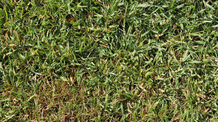 green grass background