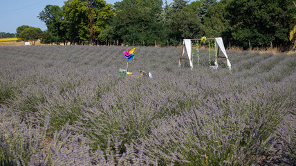 field of lavender