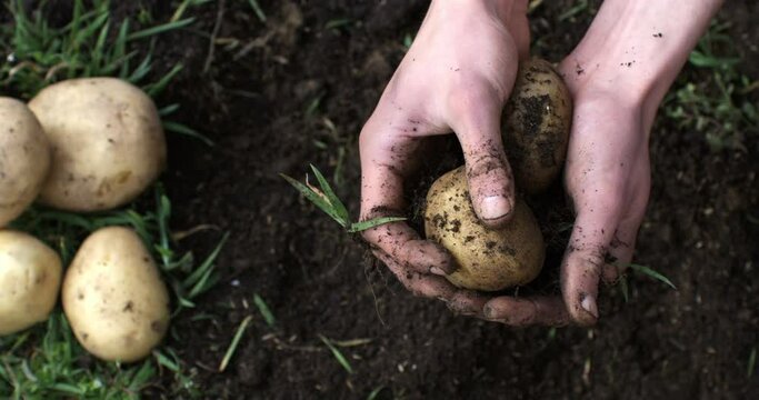 Super slow motion close up of farmer is cleaning with hands raw potatoes from soil ground freshly harvested on bio fertilized field on ecological agricultural farmland plantation at 1000 fps.