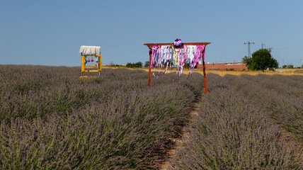 field of lavender