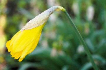 Knospe von gelber Narzisse in Garten am Morgen im Frühling © Anette