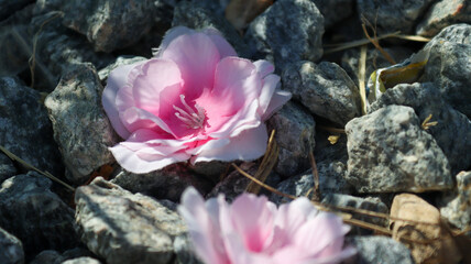 pink rose on the rocks