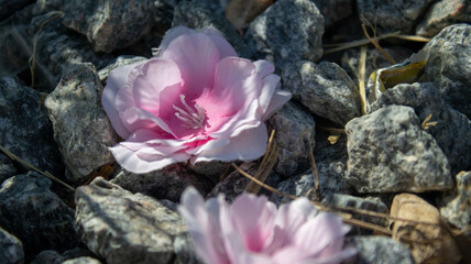 pink rose on the stone