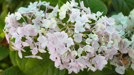 white lilac flowers
