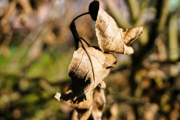 Verwelkte trockene braune Pflanzenblätter an Zweig im Garten bei Sonne am Morgen im Frühling