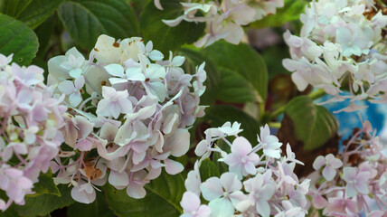 white lilac flowers