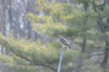 Broad-Winged Hawk perched atop a tree with a pine tree in the background
