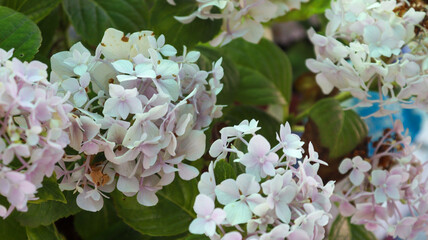 white lilac flowers