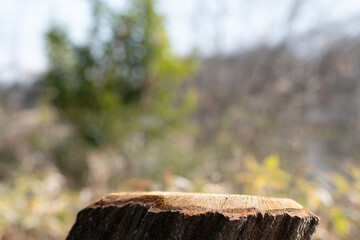 森の切り株