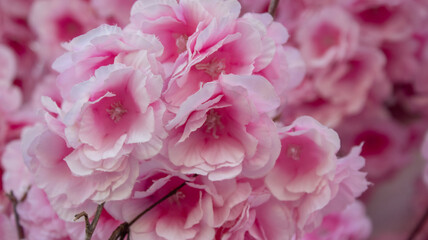 pink hydrangea flowers
