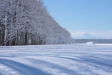 雪原に描かれる美しい影模様と白衣をまとう木々