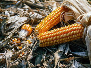 Close-up of Dried corn cobs on on dry corn leaves after harvest