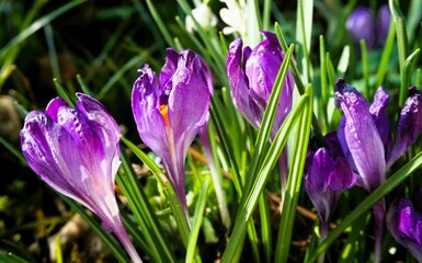 Lila Krokusse im Garten bei Sonne am Morgen im Fr&uuml;hling