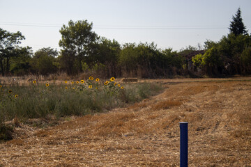 field and sky