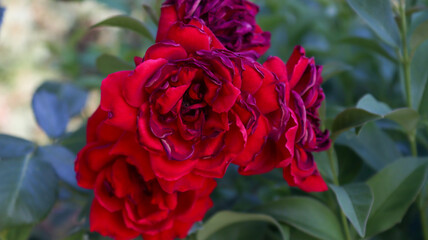 red rose in the garden