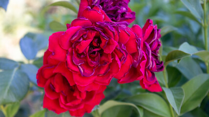 red rose in the garden