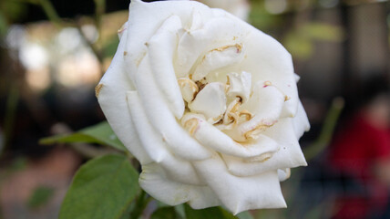 white rose flower