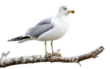 Perched Seagull isolated on transparent Background