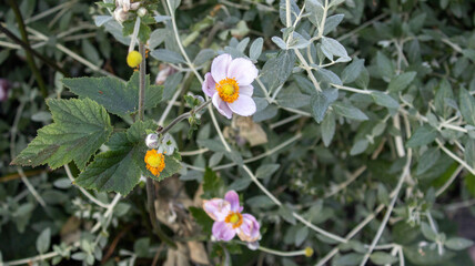 flowers in the garden