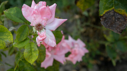 pink rose in garden