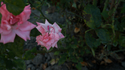 pink rose in garden
