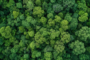 Aerial view of a lush green forest