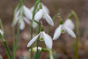 Fototapeta premium Galanthus nivalis snowdrop