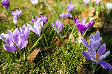 Blumenwiese mit lila Krokussen bei Sonne am Nachmittag im Frühling