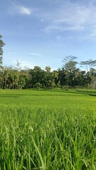 photo of a view of rice fields in the countryside for the background