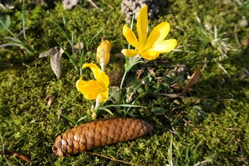 Gelbe Winterlinge und braune Eicheln auf grüner Wiese im Garten am Nachmittag bei Sonne im Frühling