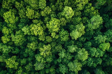 Aerial view of a lush green forest - obrazy, fototapety, plakaty
