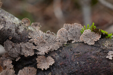 Schizophyllum commune fugo fungi Common  mushroom