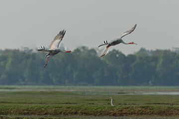 Beautiful bird , Sarus crane in the nature.Eastern Sarus Crane (Grus antigone) flying at Huay...