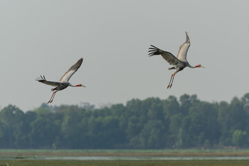 Beautiful bird , Sarus crane in the nature.Eastern Sarus Crane (Grus antigone) flying at Huay...