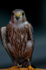 Merlin bird on display at an educational event