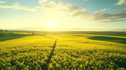 Fototapeta na wymiar Top view of bright yellow rapeseed flowers field, perfect wallpaper