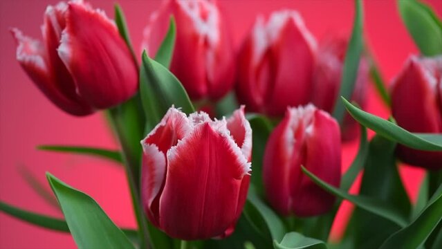 Tulip flowers bunch. Blooming red tulips flower over red background, closeup. Holiday gift, bouquet, buds. Beautiful spring flowers macro shot. Birthday gift concept