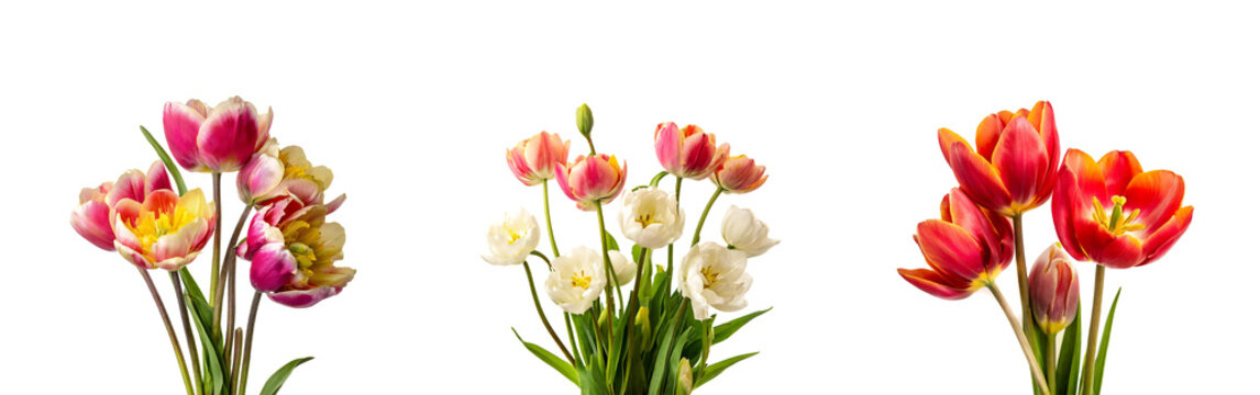 bouquet of tulips flowers  isolated on white background banner, cut out