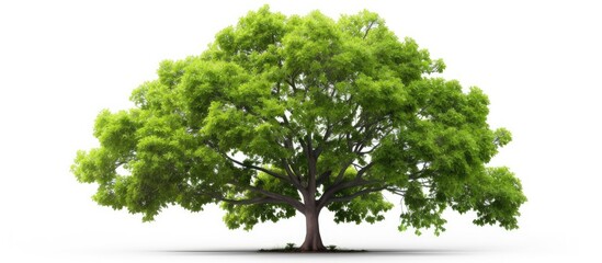 A green tree stands beautifully against a plain white background, highlighting its natural colors and features. The simplicity of the white backdrop accentuates the elegance of the tree.