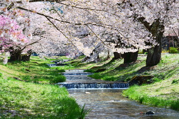 観音寺川の桜並木。猪苗代、福島、日本。4月下旬。
