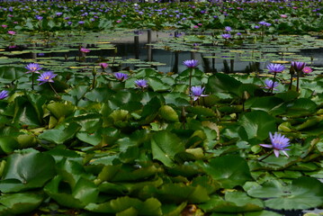 Lilie wodne na stawie © Anna